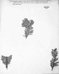 Cytospora pinastri image